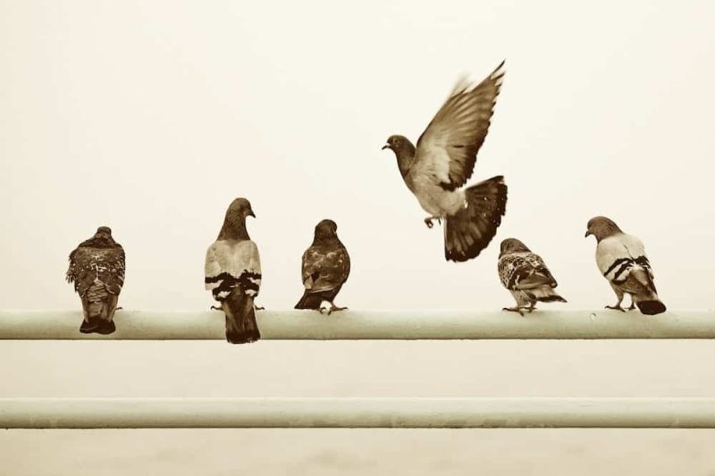 Excerpt from Line of Flight