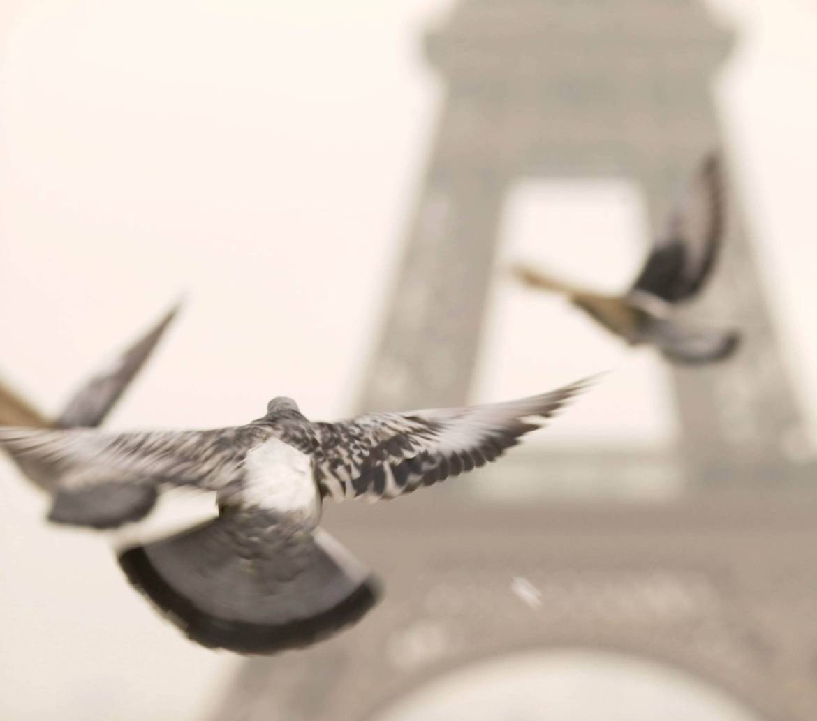 At Last, a Publisher for “Line of Flight”