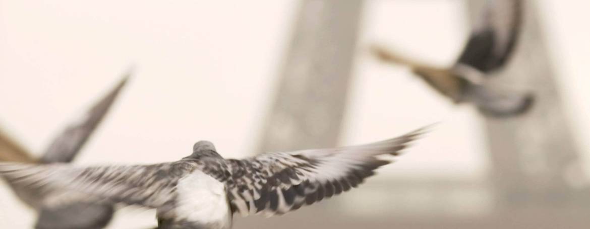 At Last, a Publisher for “Line of Flight”